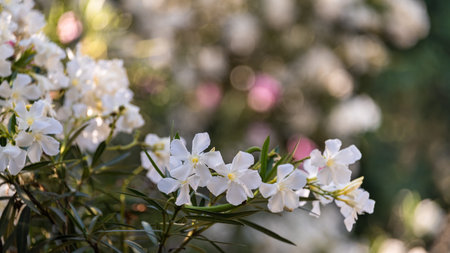 An image highlighting the pure white oleander flowers, contrasted with the deep green leaves, offering a glimpse into the plant's deadly beauty in a natural setting.の写真素材