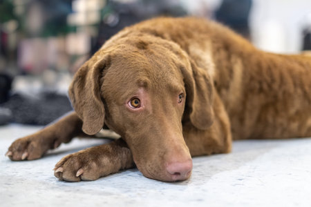 The image depicts a Chesapeake Bay Retriever with a contemplative expression, resting indoors,...