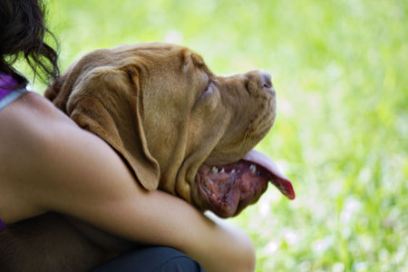 Girl sitting with big brown dog on green grassの写真素材