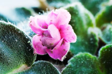 Domestic violet attacked by plant louse, selective focusの写真素材