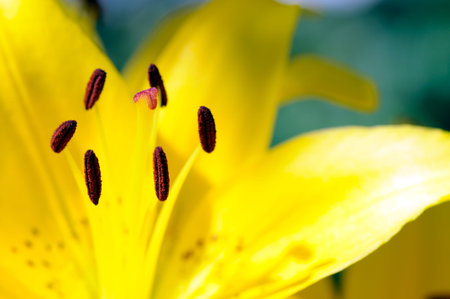 Yellow lily close-up, selective focus, isolated on the whiteの写真素材