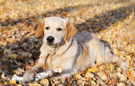 Young Golden Retriever dog laying on autumn leavesの写真素材