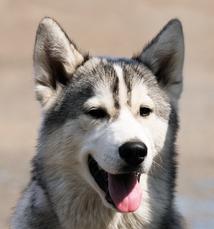 Eskimo dog (husky) outdoor portrait over blurry backgroundの写真素材