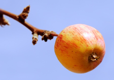 Branch with ripe apple over blue sky backgroundの写真素材