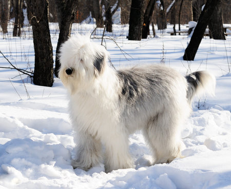 Pedigree Bobtail dog walking  in winter parkの写真素材