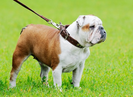 Thoroughbred Bulldog standing on green grassの写真素材