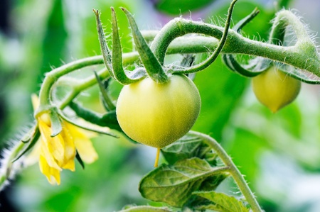 Green tomato fruit and yellow tomato flower, selective focus, blurry backgroundの写真素材