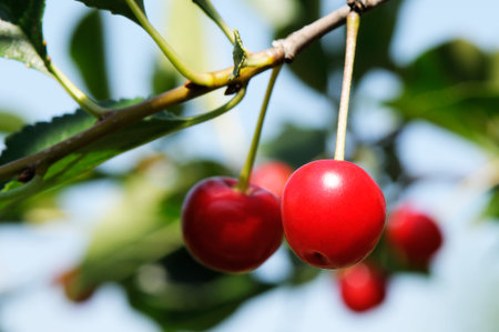 Branch with ripe cherry over blue sky background