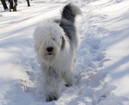 Bobtail dog walking outdoor in winter parkの写真素材