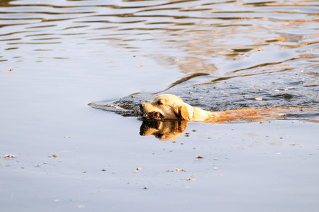 Young Golden retriever dog swimming in the waterの写真素材
