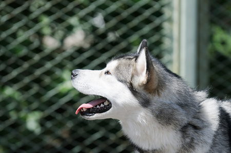 Eskimo dog (husky) outdoor summer  portrait over blurry backgroundの写真素材