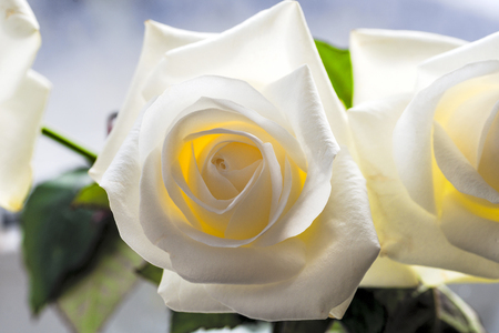 White rose close-up can use as background. Soft focus.の写真素材