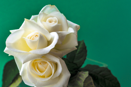 White rose close-up can use as background. Soft focus.の写真素材