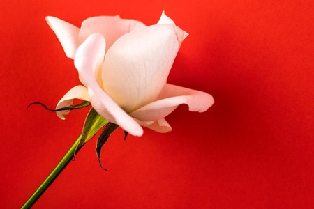White rose close-up can use as background. Soft focus.の写真素材