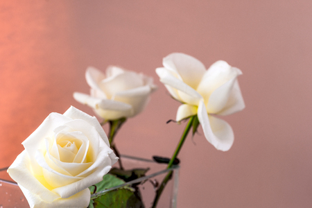 White rose close-up can use as background. Soft focus.の写真素材