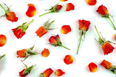 Red natural roses backgroundの写真素材