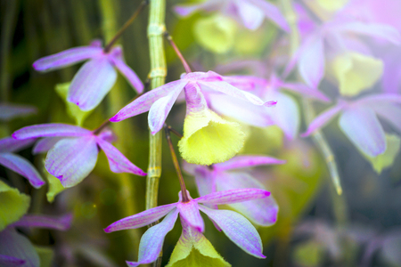 Orchid flower and green leaves background with sunlight in garden.の写真素材