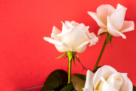 White rose close-up can use as background. Soft focus.の写真素材