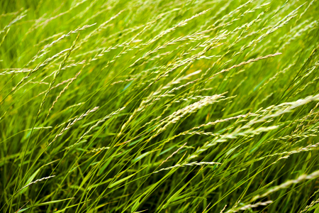 Close up of fresh thick grass with water drops in the early morning.の写真素材