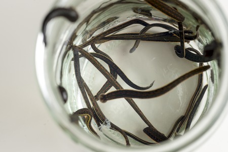 Hirudotherapy. Medical leechesの写真素材