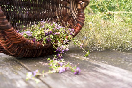 Alternative Medicine.Thyme and medical ampoules. Essential oilsの写真素材