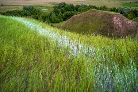 Close up of fresh thick grass with water drops in the early morningの写真素材