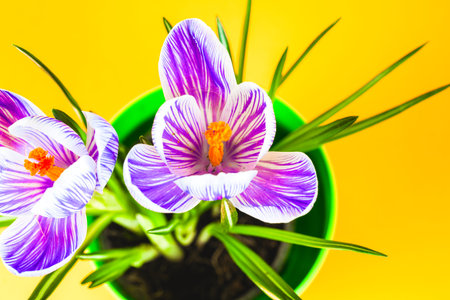 Crocus on bright colorful background. spring flowers.の写真素材