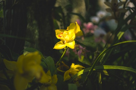 Orchid flower and green leaves background with sunlight in garden.の写真素材