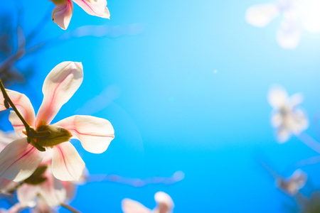 Beautiful magnolia flowers. Selective focusの写真素材