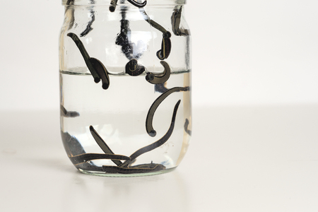 Hirudotherapy. Medical leechesの写真素材