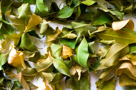 Fall leaves background. Background of colored autumnal leavesの写真素材