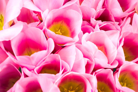 spring flowers banner - bunch of pink tulip flowers.の写真素材