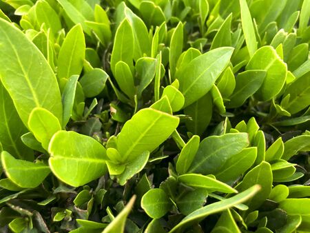 Green grass background. Backyard for background. Green lawn desktop pictureの写真素材