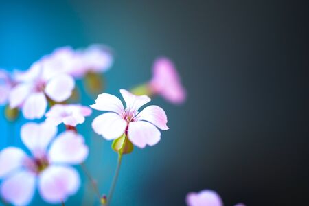 Daisy flower against blue sky,Shallow Dof. spring flowersの写真素材