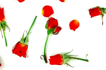 red roses on a white backgroundの写真素材