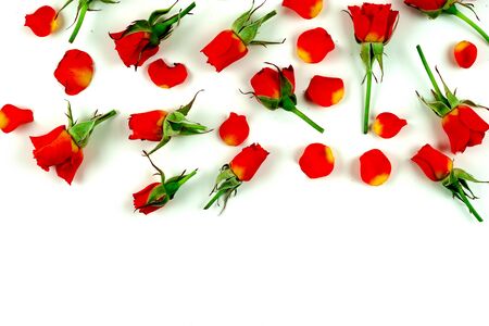 red roses on a white backgroundの写真素材