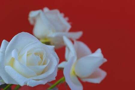 White rose close-up can use as background. Space for textの写真素材
