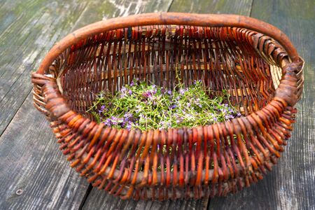 Alternative Medicine.Thyme on a wooden rustic background. Essential oils and herbal supplements.の写真素材