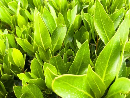 Green grass texture background, Green lawn, Backyard for background, Green lawn desktop picture, Park lawn textureの写真素材