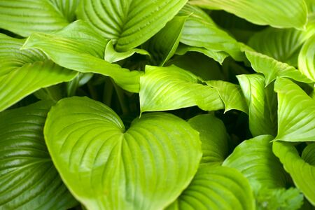 Green grass background. Backyard for background. Green lawn desktop pictureの写真素材