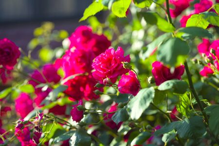 Pink Rose flower with raindrops on background pink roses flowers. Natureの写真素材