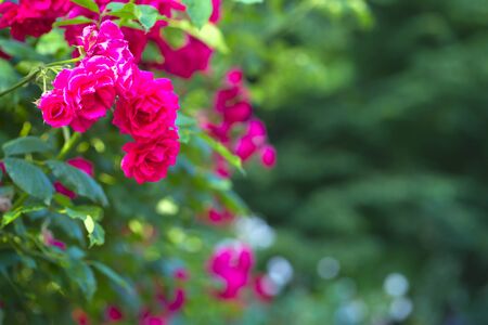 Pink Rose flower with raindrops on background pink roses flowers. Natureの写真素材