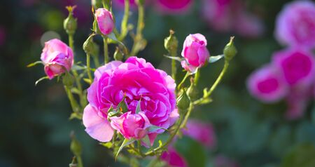 Pink Rose flower with raindrops on background pink roses flowers. Natureの写真素材