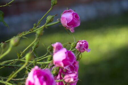 Pink Rose flower with raindrops on background pink roses flowers. Natureの写真素材