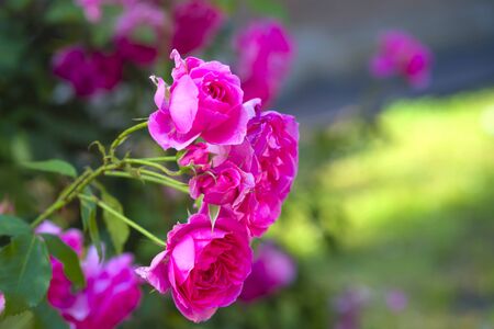 Pink Rose flower with raindrops on background pink roses flowers. Natureの写真素材