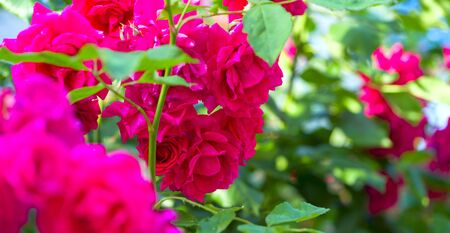 Pink Rose flower with raindrops on background pink roses flowers. Natureの写真素材