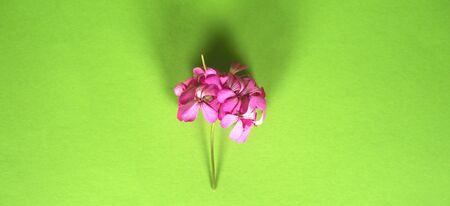 Daisy flower isolated on bright pink background. spring flowers. Floral background.の写真素材