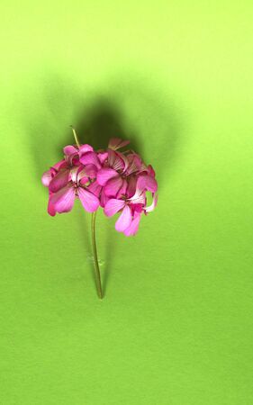 Daisy flower isolated on bright pink background. spring flowers. Floral background.の写真素材