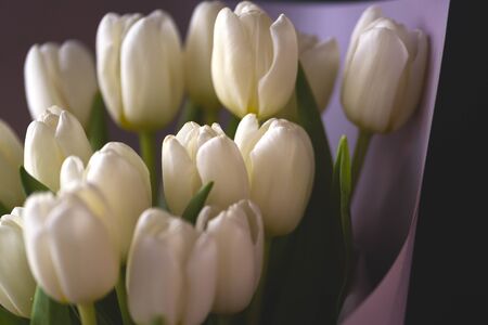 spring flowers banner - bunch of white tulip flowers on bright colorful background. spring flowersの写真素材