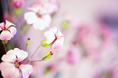 Daisy flower against blue sky,Shallow Dof. spring flowers. Floral backgroundの写真素材